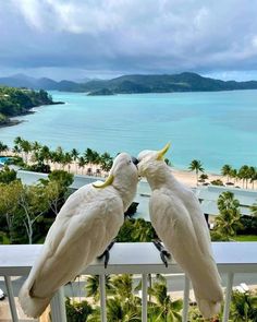 two white birds standing on top of a balcony next to the ocean and palm trees