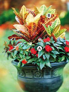 an image of a flower pot with flowers in it and the words create bold, dramatic container gardens use our plant - by - numbers guide to