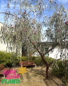 a tree with lots of leaves next to a bench