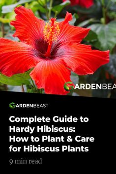 the complete guide to how to plant and care for hibiscus plants