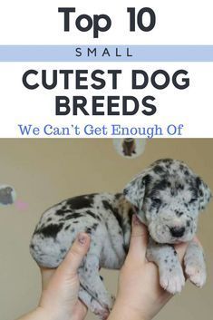 a person holding a puppy in their hands with the title top 10 small cutest dog breeds we can't get enough of