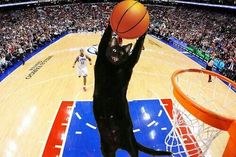 a black cat playing with a basketball in the air at a sporting arena while people watch