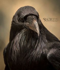 a large black bird sitting on top of a wooden table