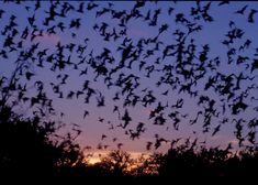 a flock of birds flying over trees at sunset