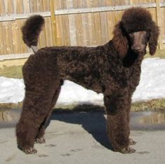 a brown poodle standing in front of a wooden fence with snow on the ground