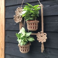 two potted plants hanging from a wall