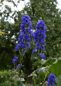 some blue flowers are in the foreground with trees in the background