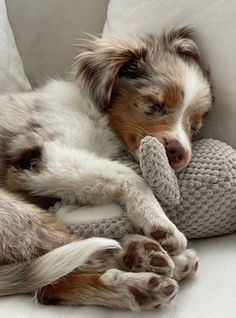 a brown and white dog laying on top of a couch next to a stuffed animal