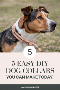 a dog with the words 5 easy diy dog collars you can make today