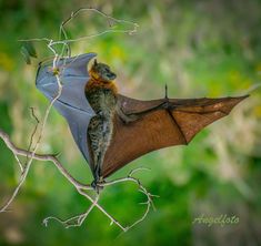 a bat hanging upside down on a tree branch with its wings spread out and it's head sticking out