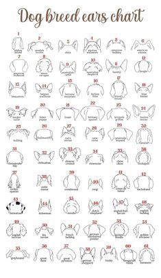 the dog breed ears chart for dogs with different sizes and colors, including their names