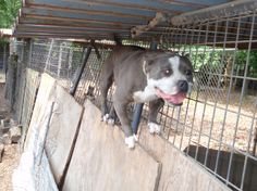 a dog standing on top of a wooden fence next to a metal caged area