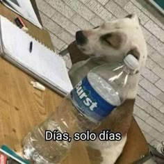 a dog drinking water out of a bottle on top of a wooden table next to a computer