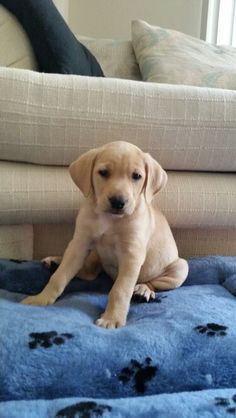 a puppy sitting on top of a blue blanket