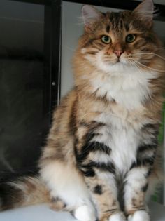 a fluffy cat sitting on top of a white counter next to a green planter