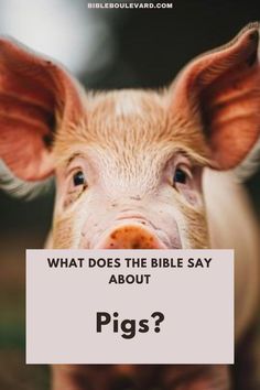 What Does the Bible Say About Pigs? Bible Study Notebook, Cute Pigs