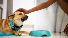 a brown dog laying on the floor next to a person's hand and bowl