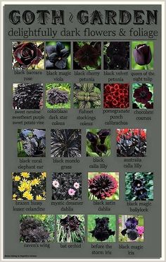 Looking to add some life to your garden? Check out our selection of plants for a lush and healthy ecosystem! Easy Outdoor Plants For Beginners, Forest Witch Kitchen, Goth Patio, Goth House Interior, Backyard Bungalow, Gothic Farmhouse, Black Plants