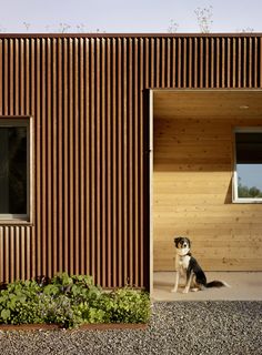 a black and white dog sitting in front of a wooden building with vertical slats