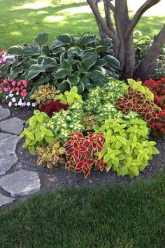 a garden filled with lots of different types of flowers and plants next to a tree