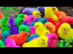 many different colored chickens are in the grass