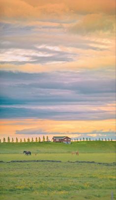 two horses grazing in a large open field with a barn in the background at sunset