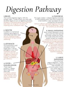 Digestive Health (handout bundle) — Functional Health Research + Resources — Made Whole Nutrition Nutritional Therapy Practitioner, Link Edit, Nutritional Therapy, Promotional Materials, Food Info