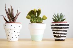 three potted plants sitting on top of a wooden table