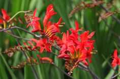 red flowers with green stems in the background