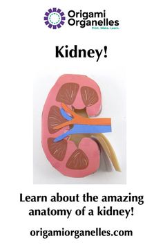 an organ is shown with the words kidney