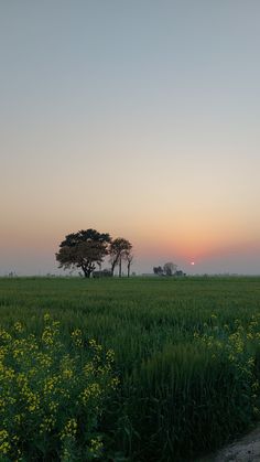 the sun is setting over an open field with trees and flowers in the foreground