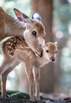 two baby deer standing next to each other