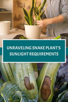 a woman standing next to a potted plant with the words unraveling snake plants sunlight