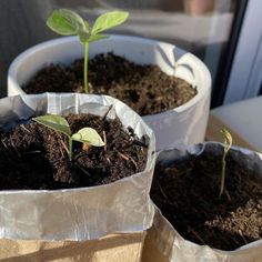 two pots filled with dirt and small plants