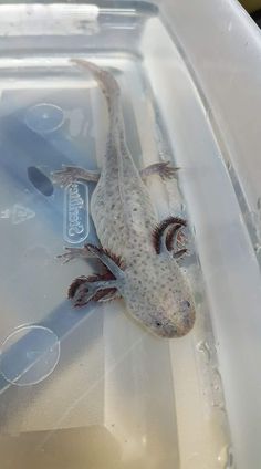 a gecko sitting on top of a plastic container