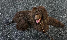 a brown poodle laying on the ground with its tongue hanging out