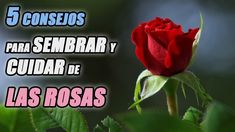 a red rose with the words 5 conseros para sembra y cuidar de las roas