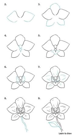 how to draw an orchid flower step by step instructions for beginners, with pictures