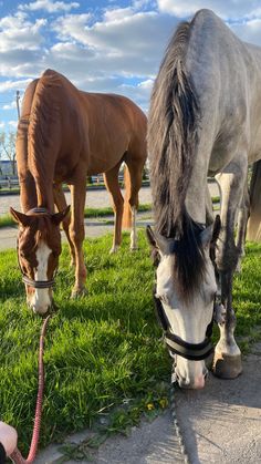 two horses are eating grass on the sidewalk and one is wearing a bridle