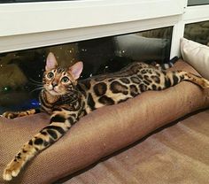 a cat laying on top of a pillow in front of a window