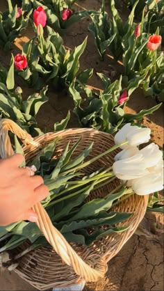 a person holding a basket with flowers in it and another hand reaching for the flower