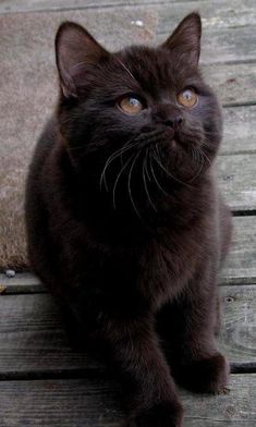 a black cat sitting on top of a wooden floor