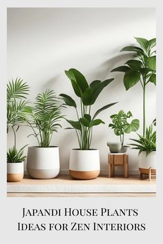 various house plants in white pots on a shelf with the words japan house plants ideas for zen interiors