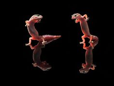 two geckos are standing on their hind legs