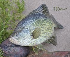 a fish is on the ground next to a rock