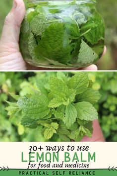 lemon balm in a glass jar with mint leaves on top and the words, 30 + ways to use lemon balm for food and medicine