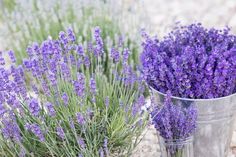 lavender flowers are in buckets on the ground next to each other and one is purple