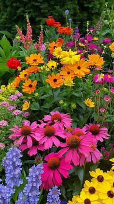 Plants With Flowers, Colourful Garden, Colorful Wildflowers, Mixed Flowers, Perennial Flowers, Flowers Photography Wallpaper, Beautiful Flowers Garden, Flower Therapy