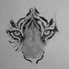 a pencil drawing of a tiger's face