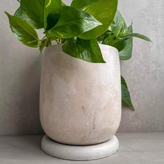 a potted plant sitting on top of a table